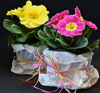 two potted pink and yellow petaled flowers thumbnail