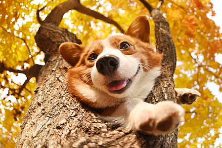 adult white and brown Pembroke welsh corgi puppy on tree thumbnail