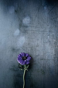 purple flower thumbnail