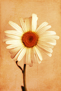 white Daisy flower thumbnail