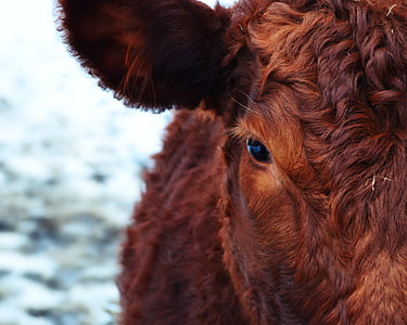 shallow focus photography of brown animal thumbnail