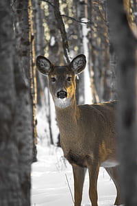 cold, snow, nature, forest thumbnail