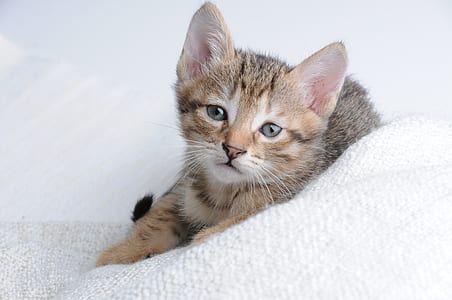 selective focus photography of brown tabby kitten resting on white surface thumbnail