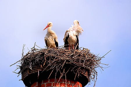 two white-and-black birds perching on orange tower thumbnail