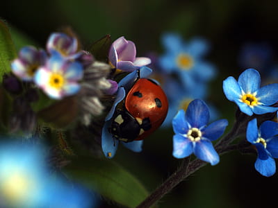 red ladybug perching on blue petaled flower selective focus photography thumbnail