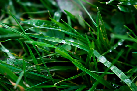 Macro Photography of Blade of Grass thumbnail