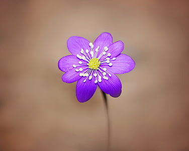 blue petaled flower thumbnail