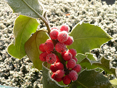 red fruit thumbnail