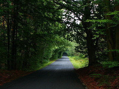 road on forest thumbnail