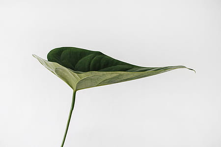 closeup photo of green leaf thumbnail