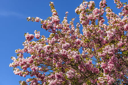 Pink Blossoms Under Blue Sky thumbnail