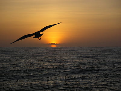flying bird on calm water during golden hour thumbnail