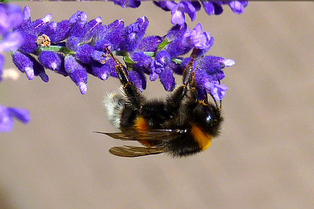 black and brown bee on purple flowers thumbnail