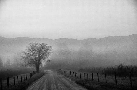 grayscale photo of tree thumbnail