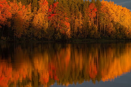water reflect photography of trees thumbnail
