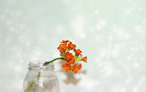 orange petal flower in clear glass jar thumbnail