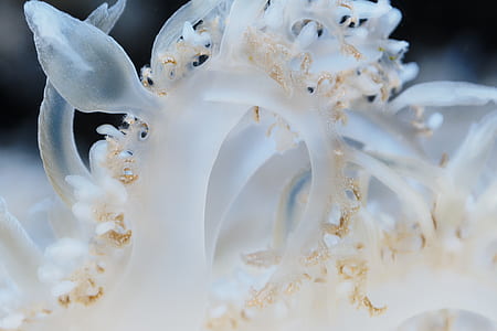 selective focus photography of white jellyfish thumbnail