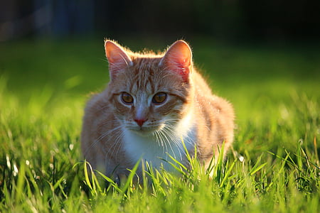 selective focus photography of orange tabby cat lying on green grass thumbnail