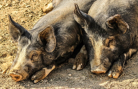two boars thumbnail