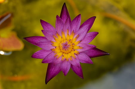 closeup photo of pink petaled flower thumbnail