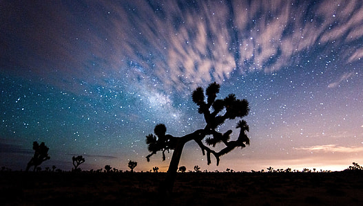 Landscape, night sky, and clouds at Joshua Tree National Park, California thumbnail