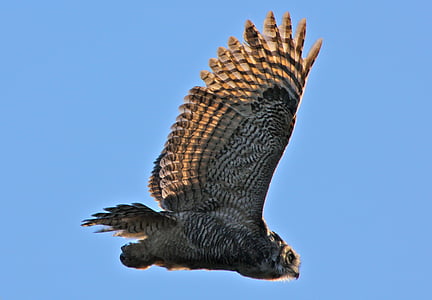 black and brown owl flying in the sky during daytime thumbnail