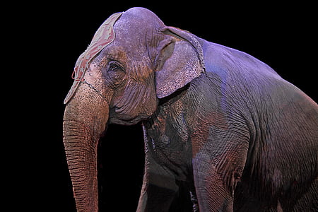 brown elephant standing against black wall thumbnail