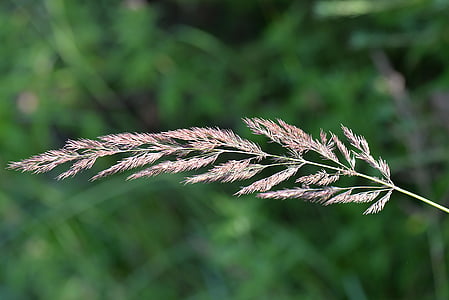 closeup photography of brown leaf plant thumbnail