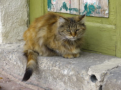 calico cat beside green wooden door thumbnail