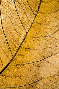 brown leaf thumbnail