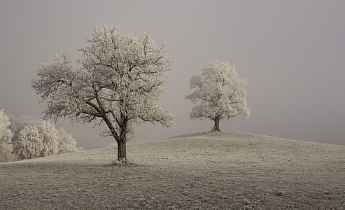 snow covered trees during daytime thumbnail