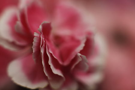nature, petals, blur, flower thumbnail