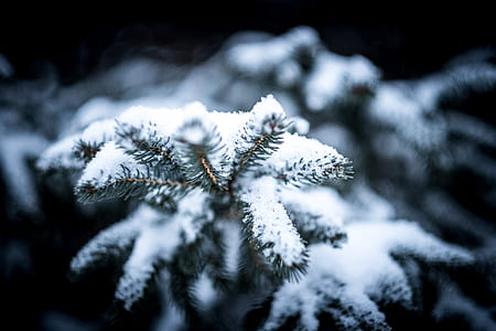 selective focus photography of pine tree with snow thumbnail