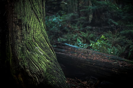 Green and Black Tree Trunk thumbnail