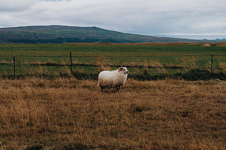 ram beside fence during daytime thumbnail