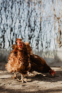 Farm chicken eating seeds thumbnail