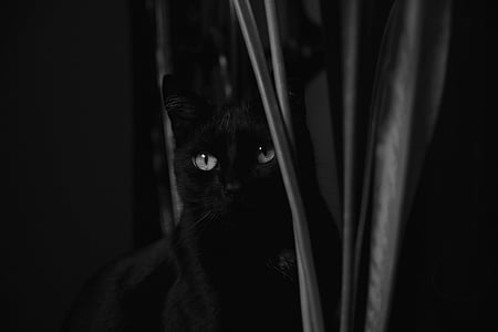 greyscale photography of cat thumbnail