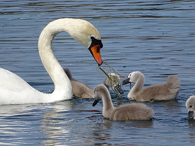 mute swan on body of water during daytime thumbnail