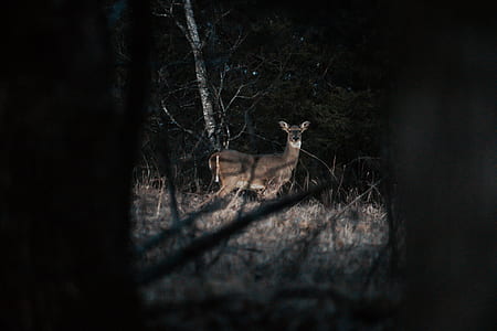 brown animal on grass thumbnail