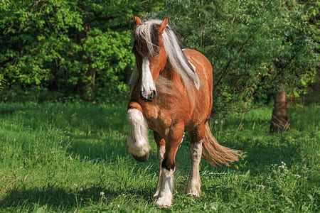 photo of brown and white horse thumbnail