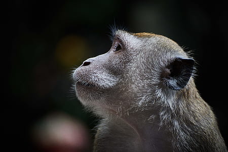 selective focus of monkey looking up thumbnail