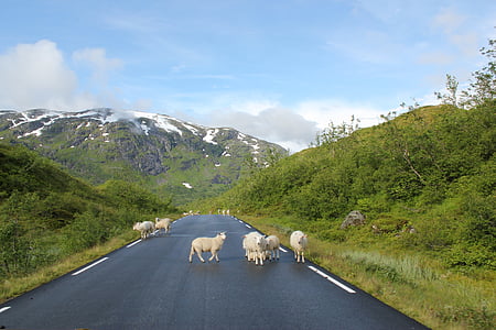 herd of sheep on asphalt road between plants during daytime thumbnail