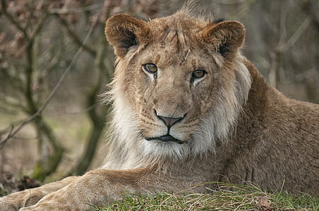 lion lying on grass thumbnail