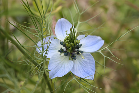 Nigella Damascena 'Miss Jekyll thumbnail