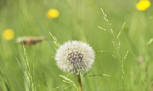 selective focus photography of white dandelion flower thumbnail