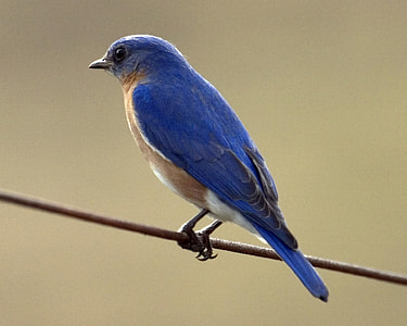 blue bird perching on brown rope thumbnail