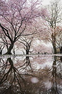 pink cherry blossom screenshot thumbnail