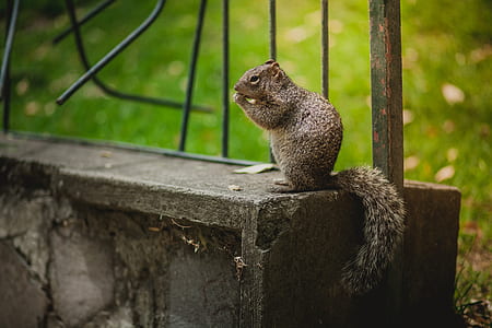 black chipmunk standing on concrete pavement thumbnail