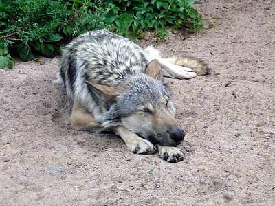 brown and gray wolf thumbnail