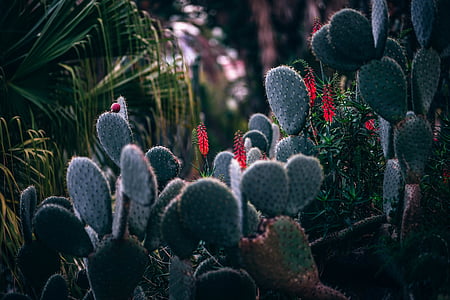 green cactus plant during daytime thumbnail